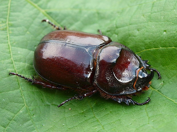 nosorožtek obyčajný Oryctes nasicornis