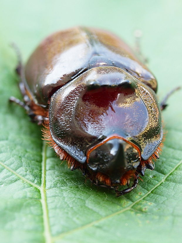 nosorožtek obyčajný Oryctes nasicornis