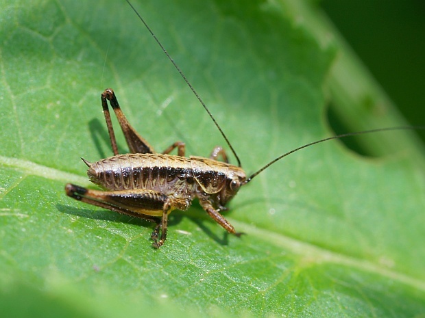 kobylka hnedkastá Pholidoptera griseoptera