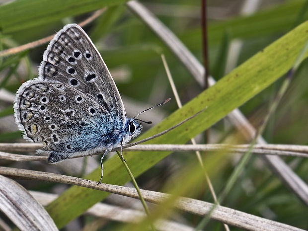 modráčik obyčajný Polyommatus icarus