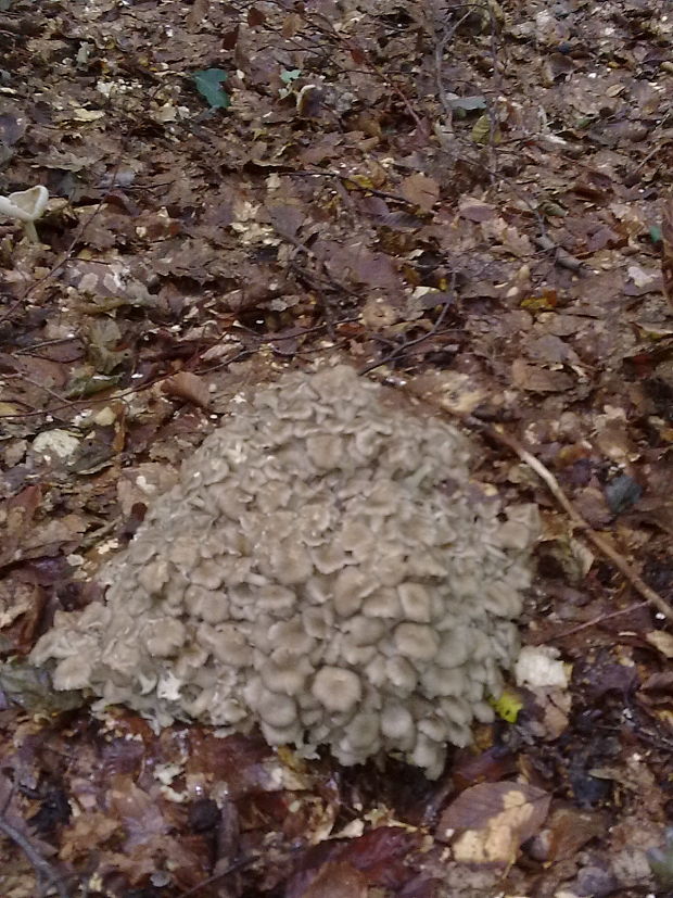 trúdnik klobúčkatý Polyporus umbellatus (Pers.) Fr.