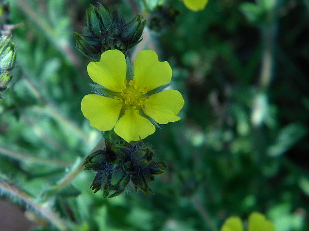 nátržník poliehavý Potentilla supina L.