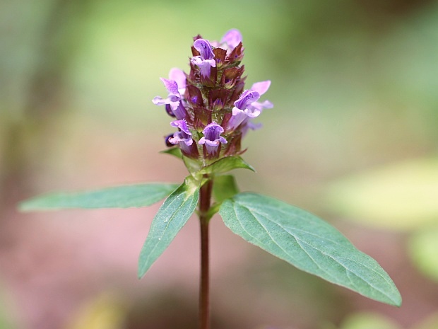 čiernohlávok obyčajný Prunella vulgaris L.