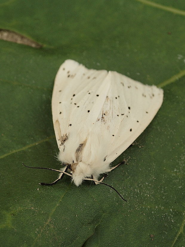 spriadač obyčajný Spilosoma lubricipeda