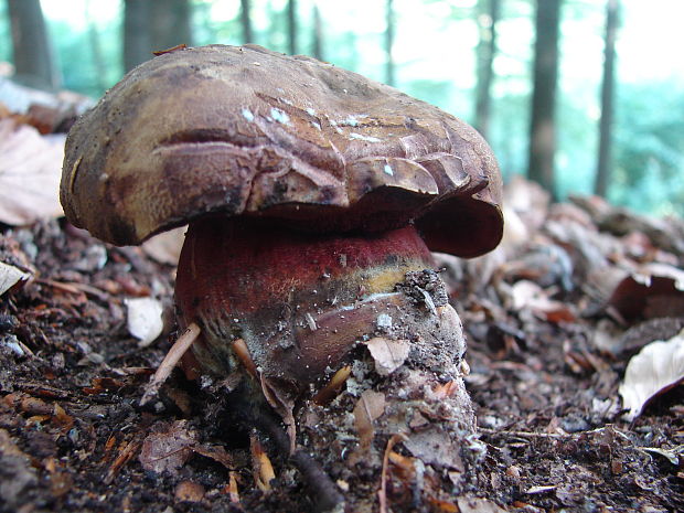 hríb zrnitohlúbikový Sutorius luridiformis (Rostk.) G. Wu & Zhu L. Yang