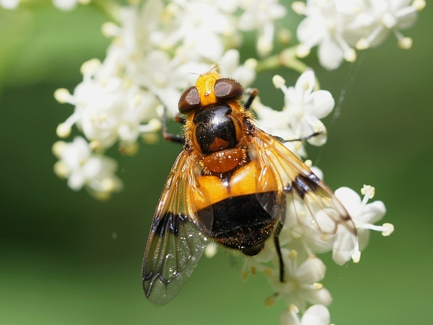 pestrica priesvitná Volucella pellucens