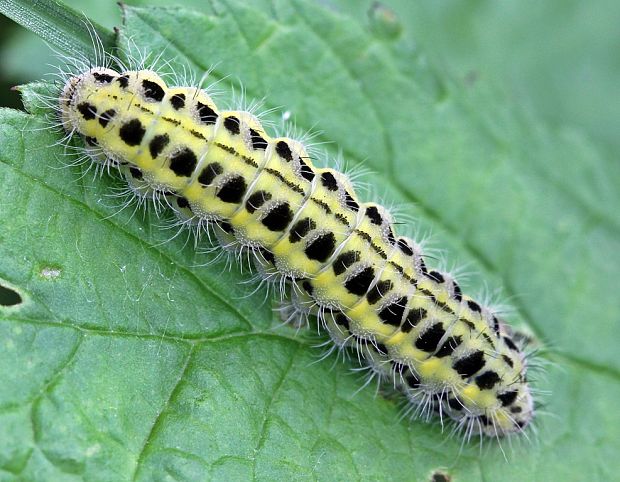 vretienka obyčajná - húsenica Zygaena filipendulae