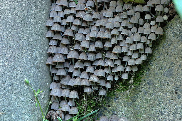 hnojník nasetý  Coprinus disseminatus