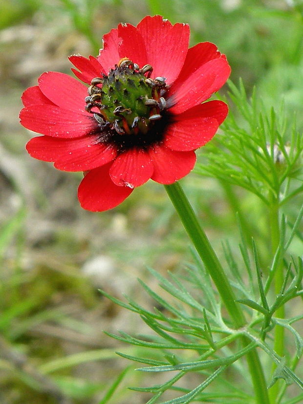 hlaváčik ročný Adonis annua (L.) Mill.