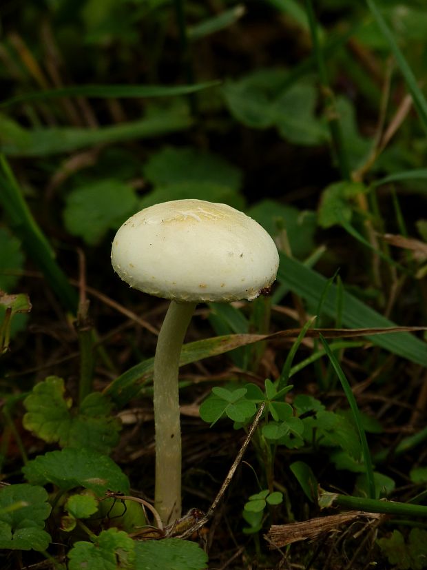 poľnička Agrocybe sp.