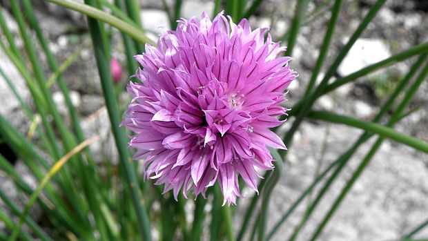 cesnak pažítkový alpínsky Allium schoenoprasum subsp. alpinum (DC.) Čelak.