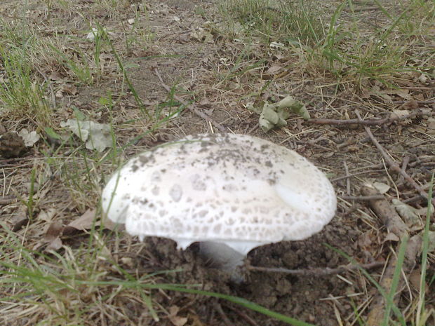 muchotrávka šiškovitá Amanita strobiliformis Gonn. & Rabenh.