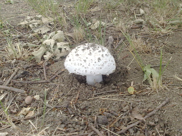 muchotrávka šiškovitá Amanita strobiliformis Gonn. & Rabenh.