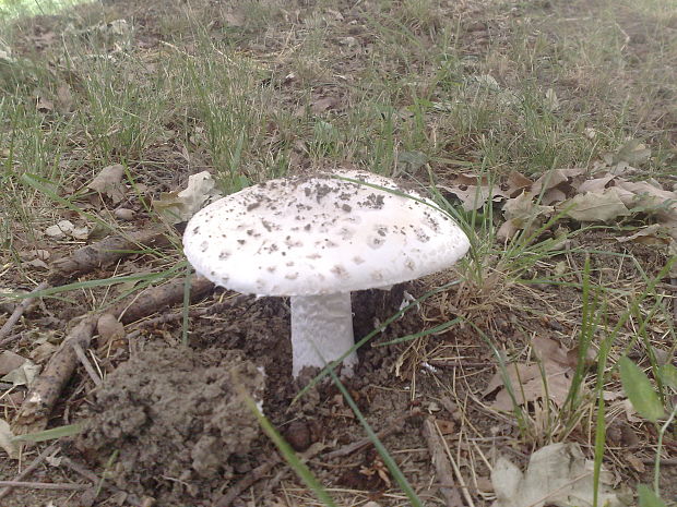 muchotrávka šiškovitá Amanita strobiliformis Gonn. & Rabenh.