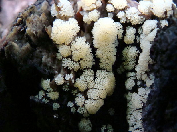 rohačka kríčkovitá Ceratiomyxa fruticulosa var. fruticulosa (O.F. Müll.) T. Macbr