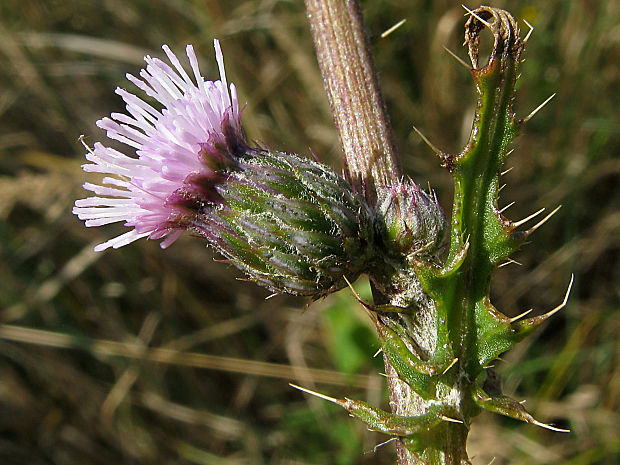 pichliač úzkolistý Cirsium brachycephalum Jur.