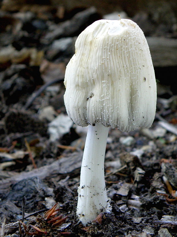 hnojník Coprinellus sp.