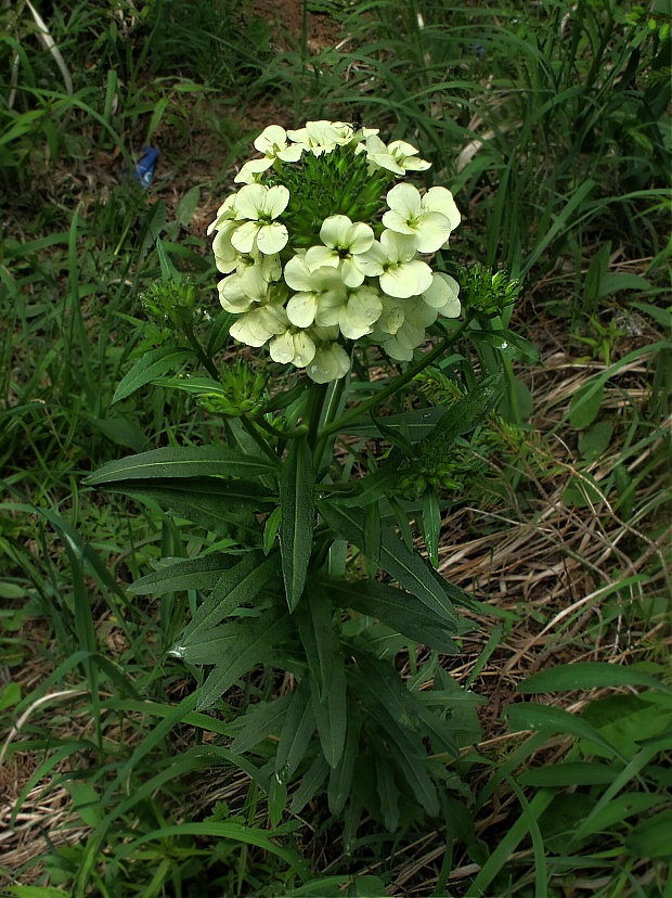 horčičník wittmanov Erysimum wittmannii Zaw.