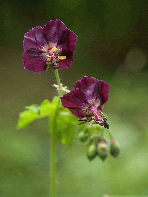 pakost hnedočervený Geranium phaeum L.