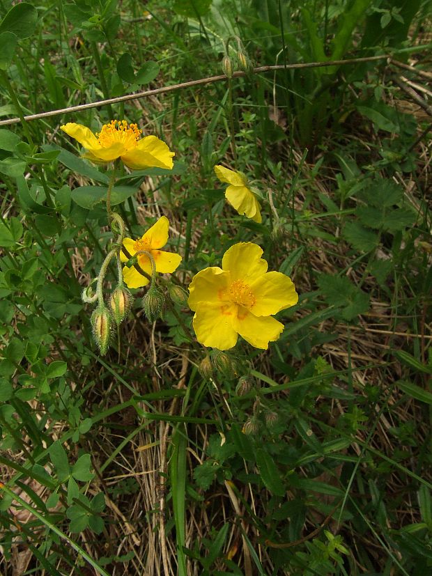 devätorník veľkokvetý  Helianthemum grandiflorum (Scop.) DC.
