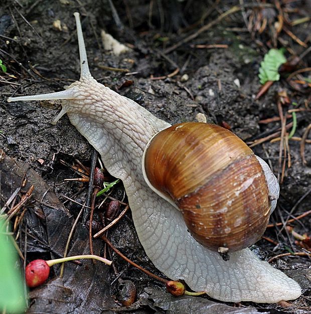 slimák záhradný Helix pomatia