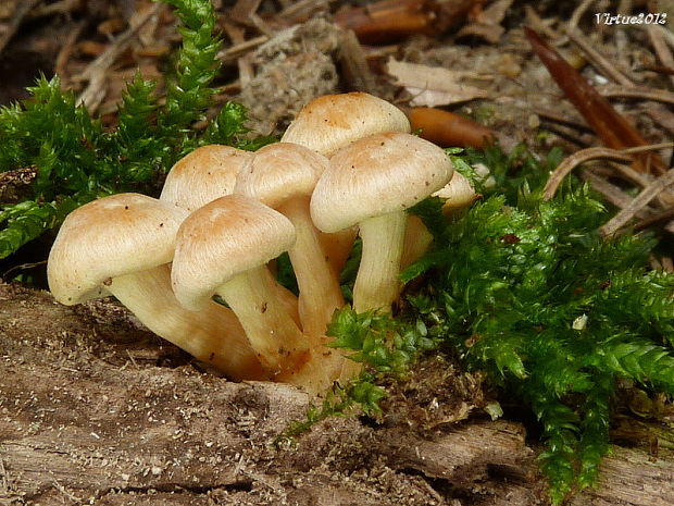 strapcovka zväzkovitá Hypholoma fasciculare (Huds.) P. Kumm.