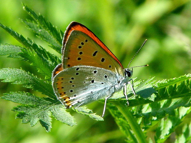 ohniváčik veľký  Lycaena dispar  Haworth, 1803