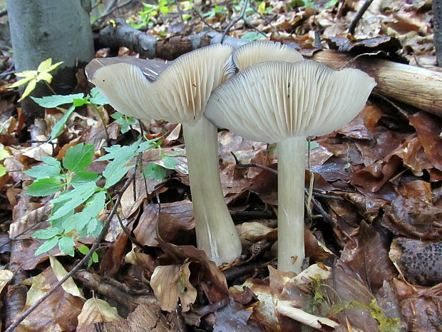 povraznica širokolupeňová Megacollybia platyphylla (Pers.) Kotl. & Pouzar