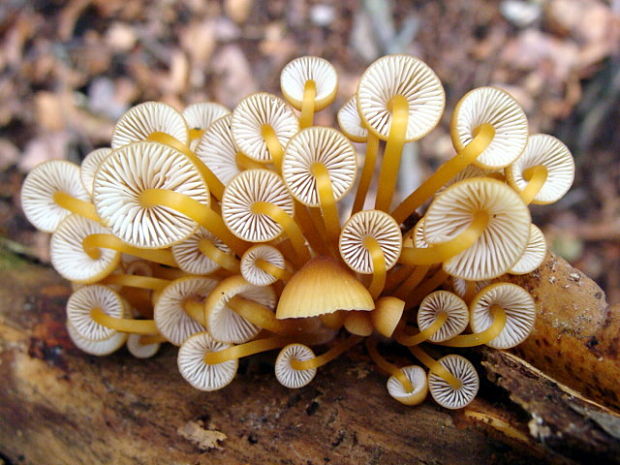 prilbička žltohlúbiková Mycena renati Quél.