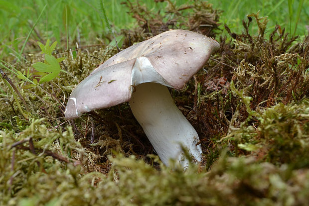 plávka mandľová Russula vesca Fr.