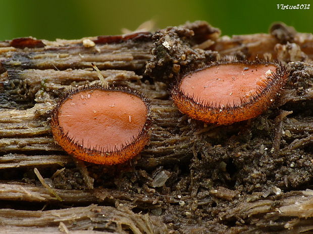 štítovnička Scutellinia sp.