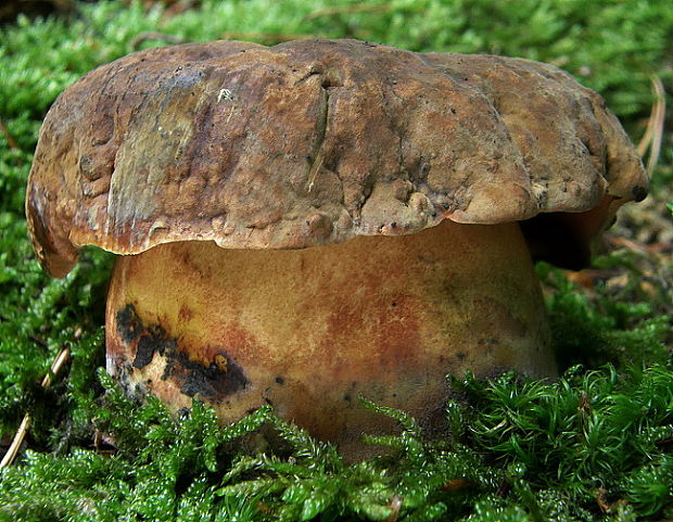 hríb zrnitohlúbikový Sutorius luridiformis (Rostk.) G. Wu & Zhu L. Yang