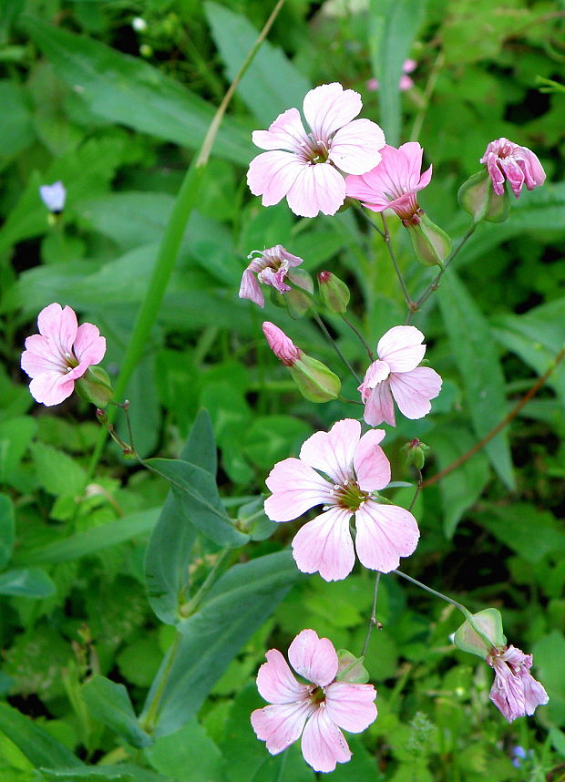 kraviarka ihlanovitá Vaccaria hispanica (Mill.) Rauschert