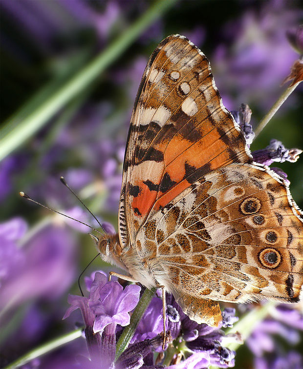 babočka bodliaková ? Vanessa cardui