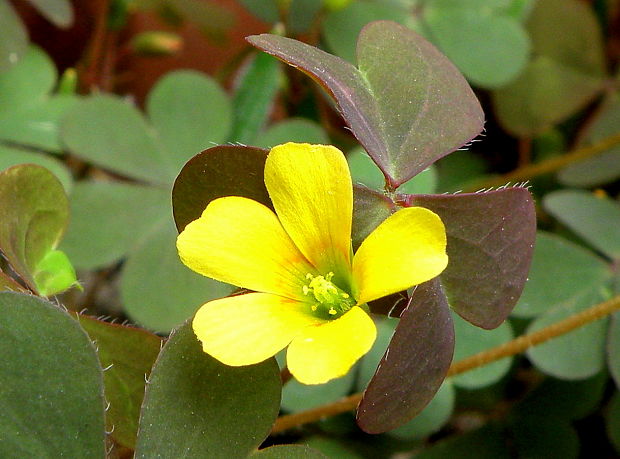 kysličkovec rožkatý Xanthoxalis corniculata  (L.) Small