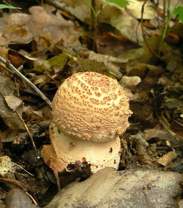 muchotrávka červenkastá Amanita rubescens Pers.