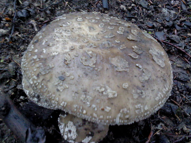 muchotrávka červenkastá Amanita rubescens Pers.