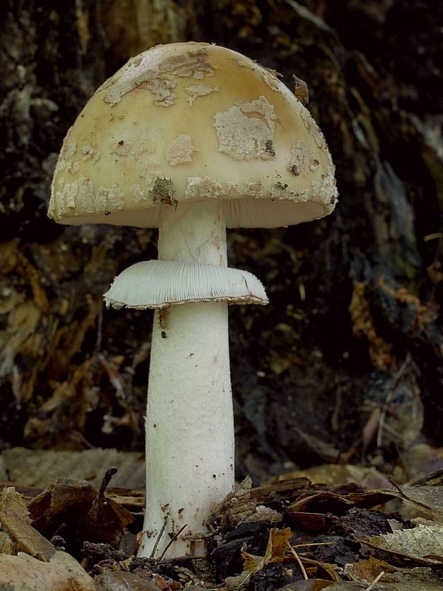 muchotrávka červenkastá Amanita rubescens Pers.