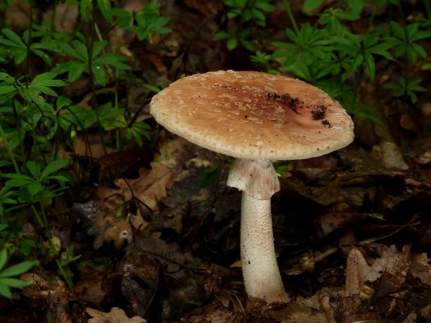 muchotrávka červenkastá Amanita rubescens Pers.