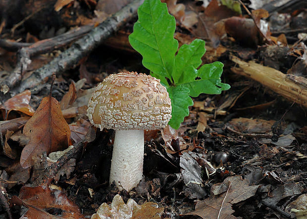 muchotrávka červenkastá Amanita rubescens Pers.