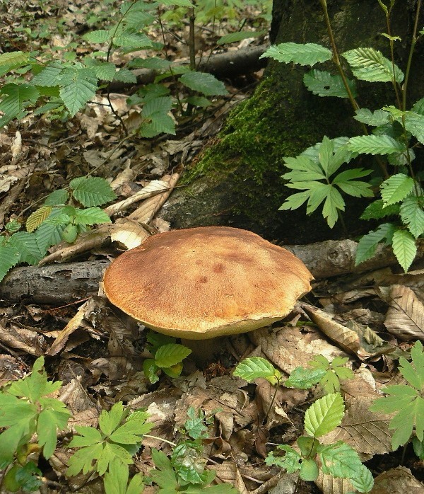 hríb brezový Boletus betulicola (Vassilkov) Pilát & Dermek (1974)