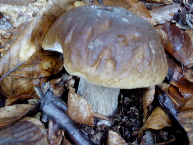 hríb smrekový Boletus edulis Bull.