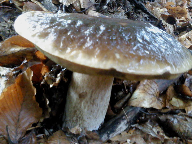 hríb smrekový Boletus edulis Bull.