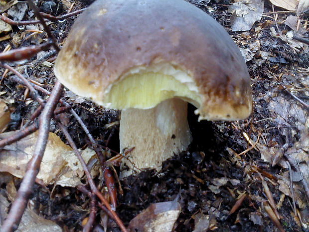 hríb smrekový Boletus edulis Bull.