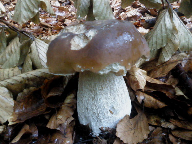 hríb smrekový Boletus edulis Bull.