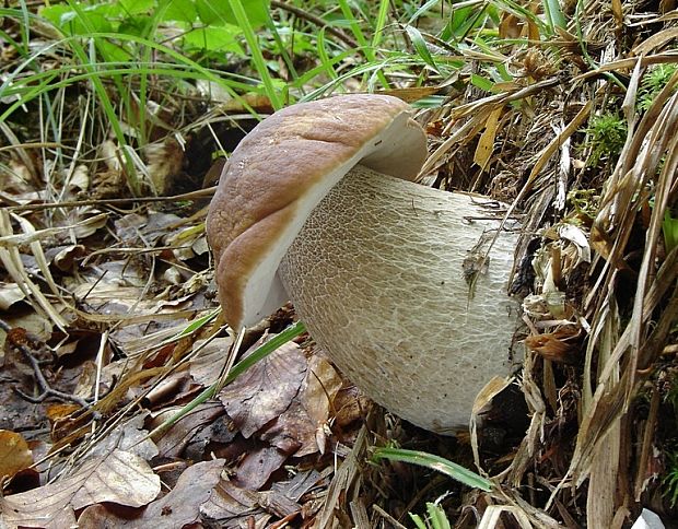 hríb smrekový Boletus edulis Bull.