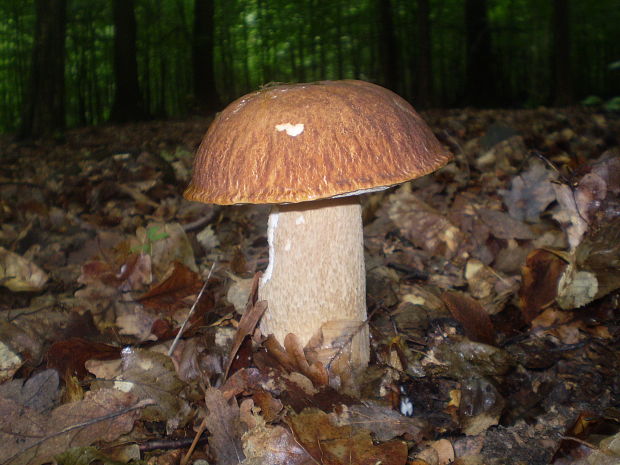 hríb dubový Boletus reticulatus Schaeff.