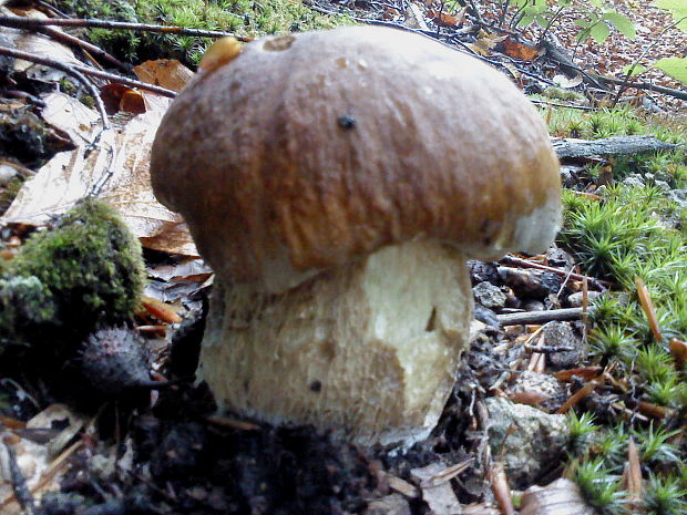 hríb dubový Boletus reticulatus Schaeff.