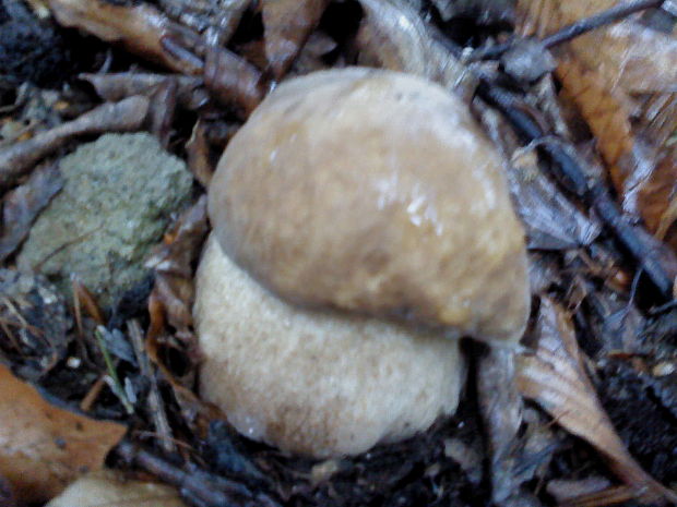 hríb dubový Boletus reticulatus Schaeff.