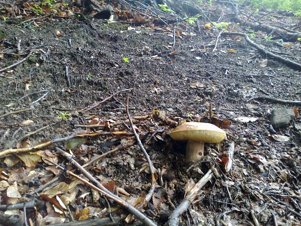 hríb dubový Boletus reticulatus Schaeff.